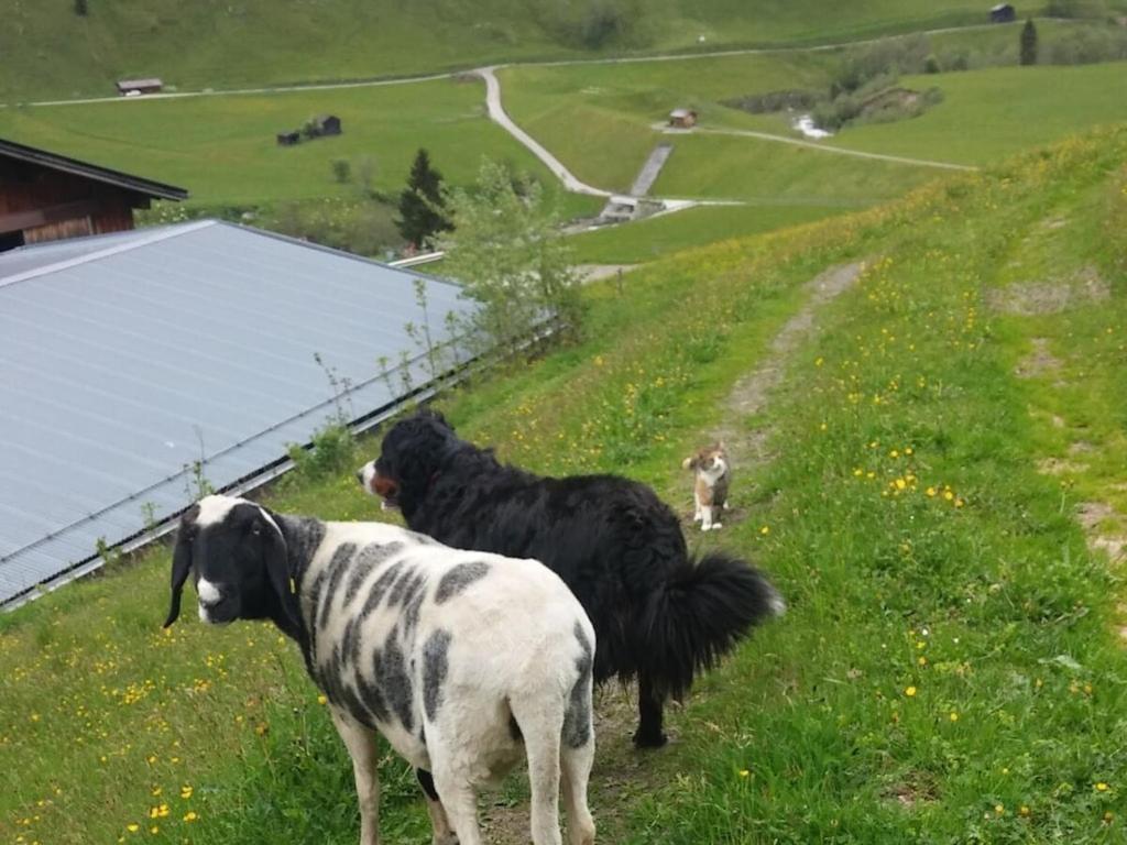 Kleintierhof Seidl-Eder Villa Rauris Exterior foto